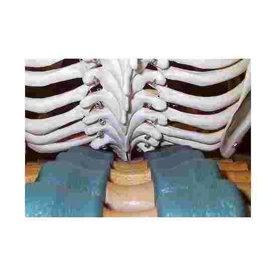 Back Stretcher 6 Back Stretcher - Image 6